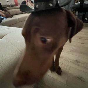 Meet your Posher, Bodhi